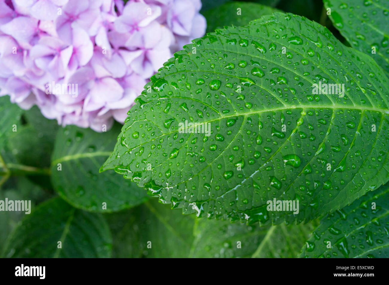 Wassertropfen auf eine Hydrangea Hortensis Blatt, Gärten im italienischen Stil Stockfoto