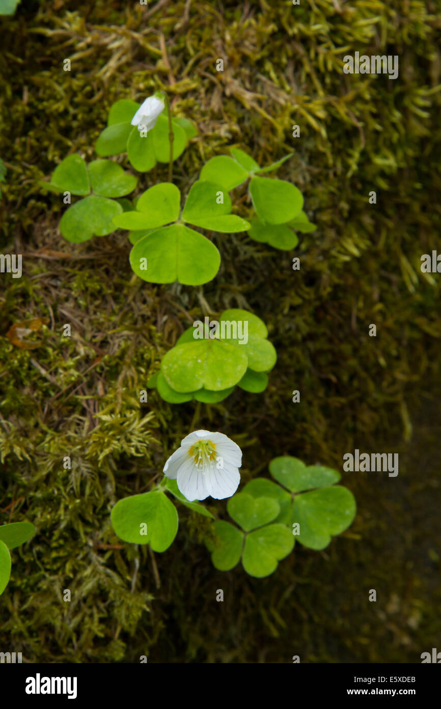 Sauerklee (Oxalis Acetosella) Stockfoto