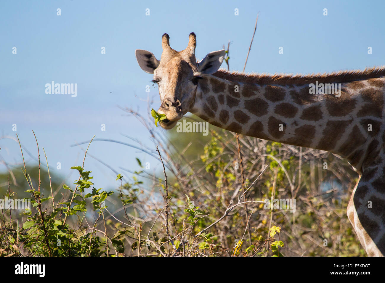 Giraffe Essen und an der Kamera blinkt Stockfoto