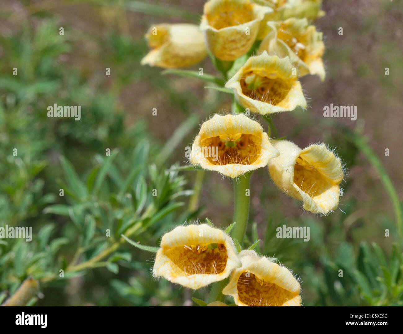gelbe Blume Bluebell Closeup natürlichen Hintergrund Stockfoto