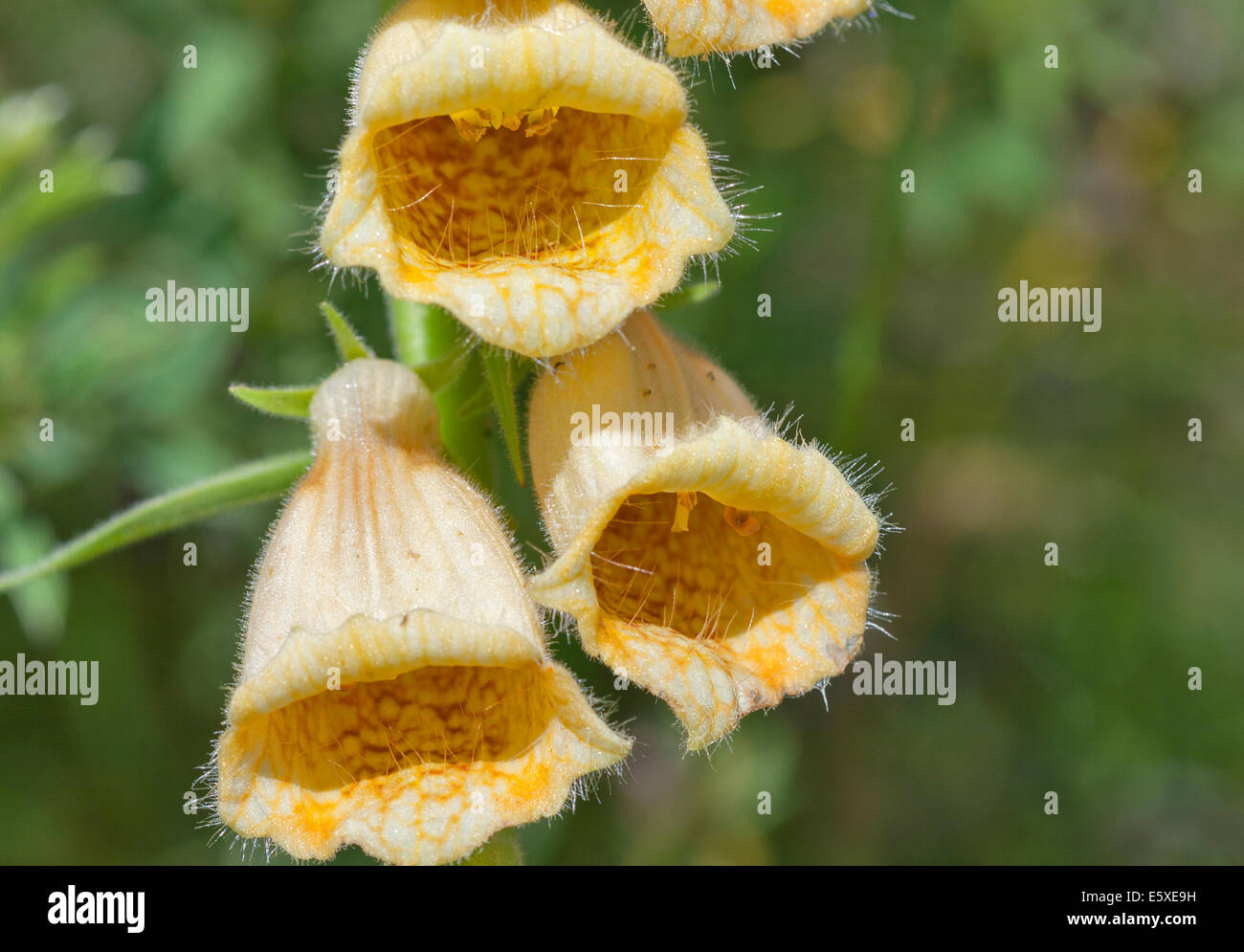 gelbe Blume Bluebell Closeup natürlichen Hintergrund Stockfoto