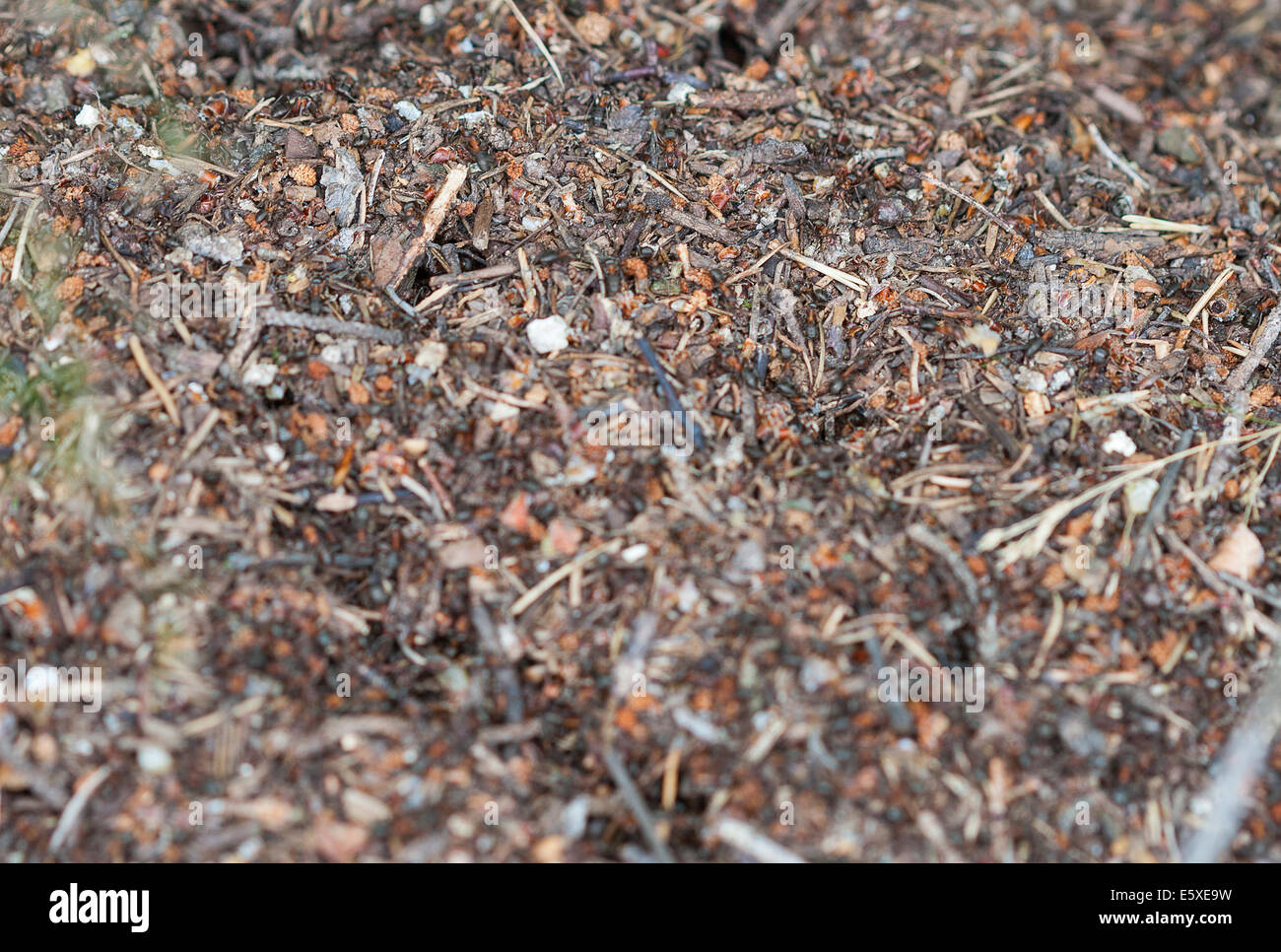 Wald Ameisenhaufen Makro Hintergrund horizontale Stockfoto