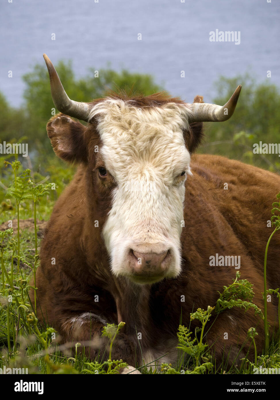 Braune und weiße Kuh mit krummen wackelig Hörner unter Bracken hinlegen. Stockfoto