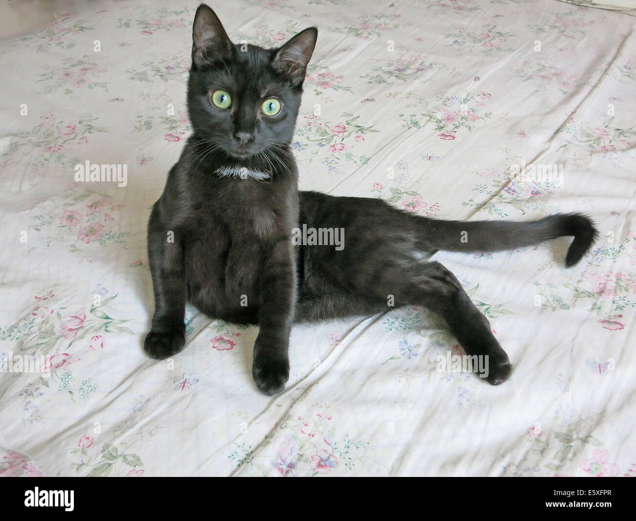 junge schwarze Katze auf einem Bett Stockfoto