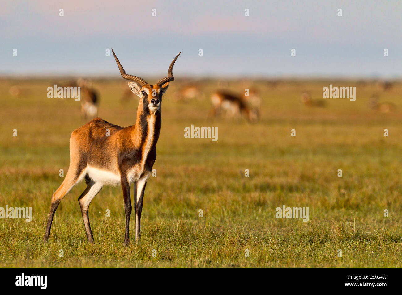 Bangweulu, Sambia, ist der einzige Ort zu sehen, schwarze Letschwe (Kobus Leche Smithemani) Stockfoto