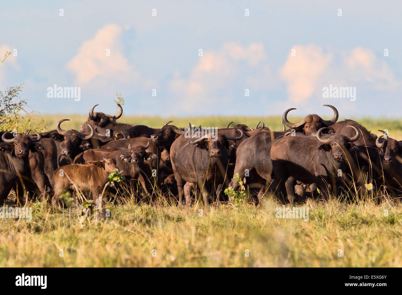 Safari-Geher finden einige Herden von afrikanischer Büffel (Syncerus Caffer) unter den Inseln der Bangweulu Feuchtgebiete, Sambia. Stockfoto