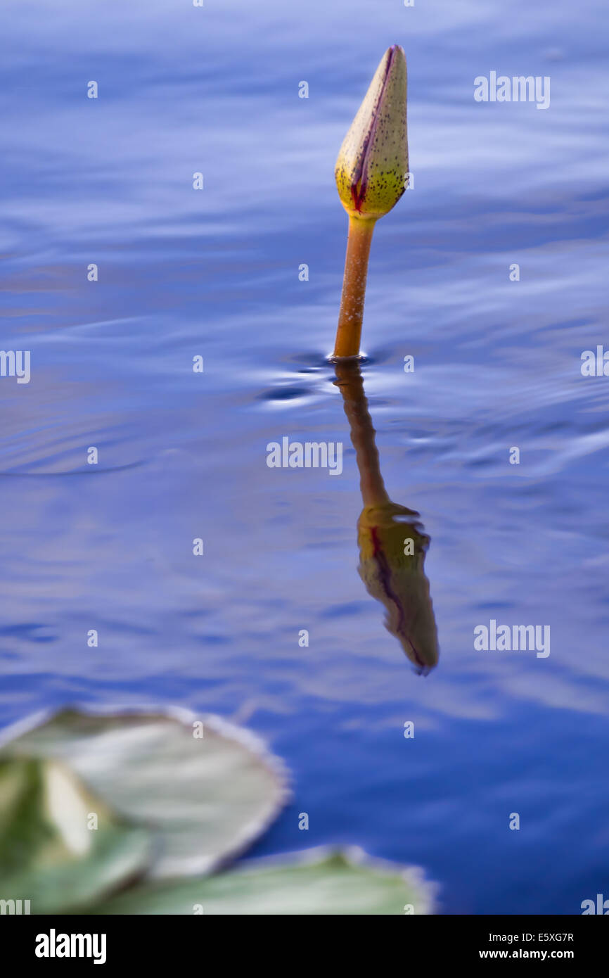 Seerosen decken das Wasser im Bangweulu Feuchtgebiete, Sambia. Stockfoto