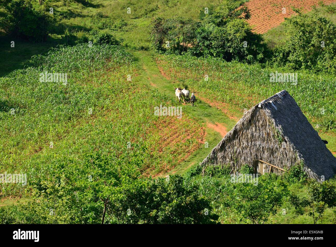 Traditionelle Bauern führt seine Ochsen, zum Pflügen im Vinales Tal Stockfoto