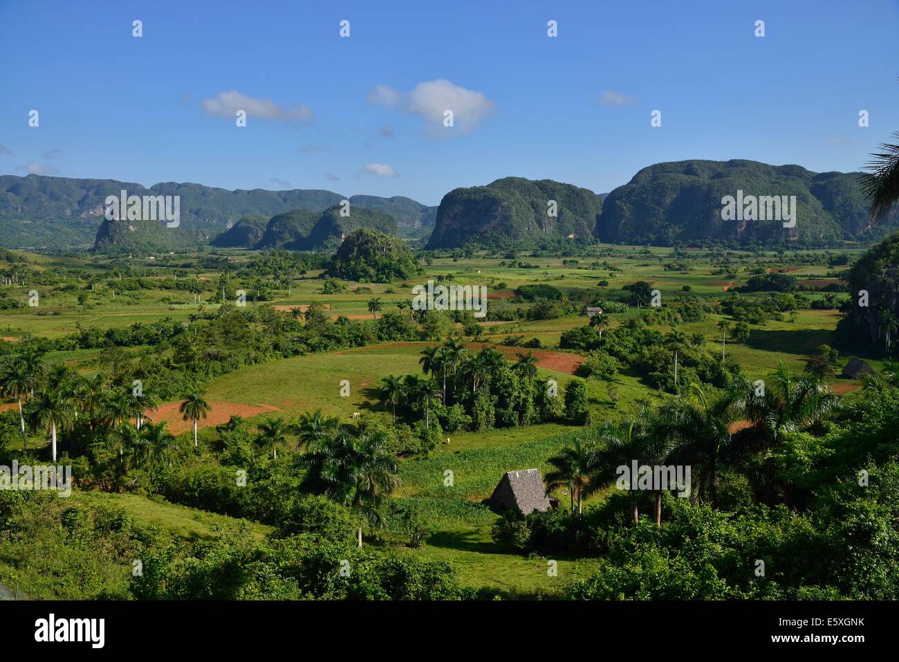 Blick ins Vinales Tal mit Kokospalmen, trocknen Tabakscheunen und Mogotes Hügel Stockfoto