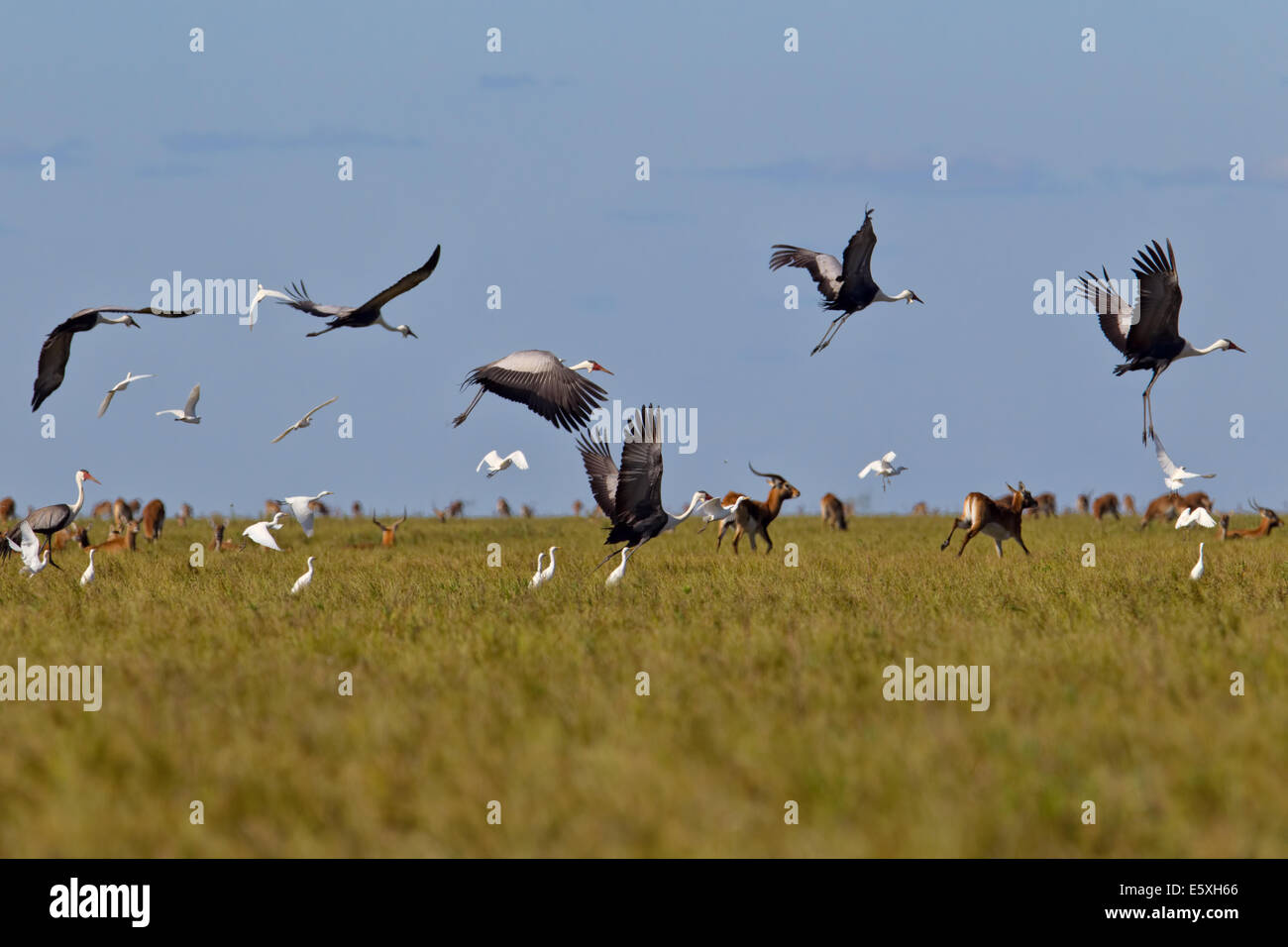 Sambia hält mehr als die Hälfte der weltweiten Flecht-Kräne (Bugeranus Carunculatus), eine besonders gefährdete Arten und Bangweulu, Sambia ist eine Stockfoto