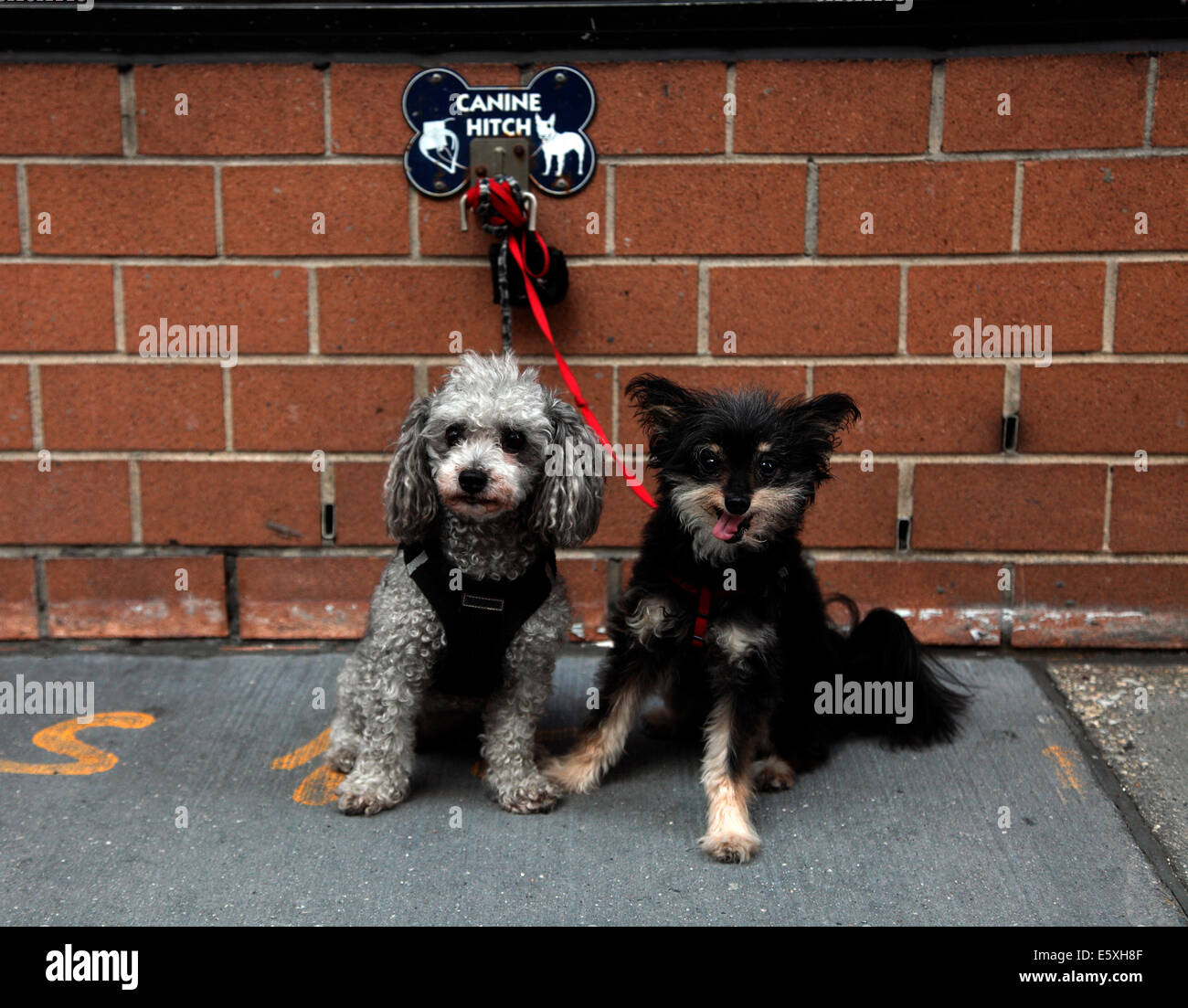 Zwei Hunde angebunden an Downtown NYC Starbucks Eckzahn Hitching post Stockfoto