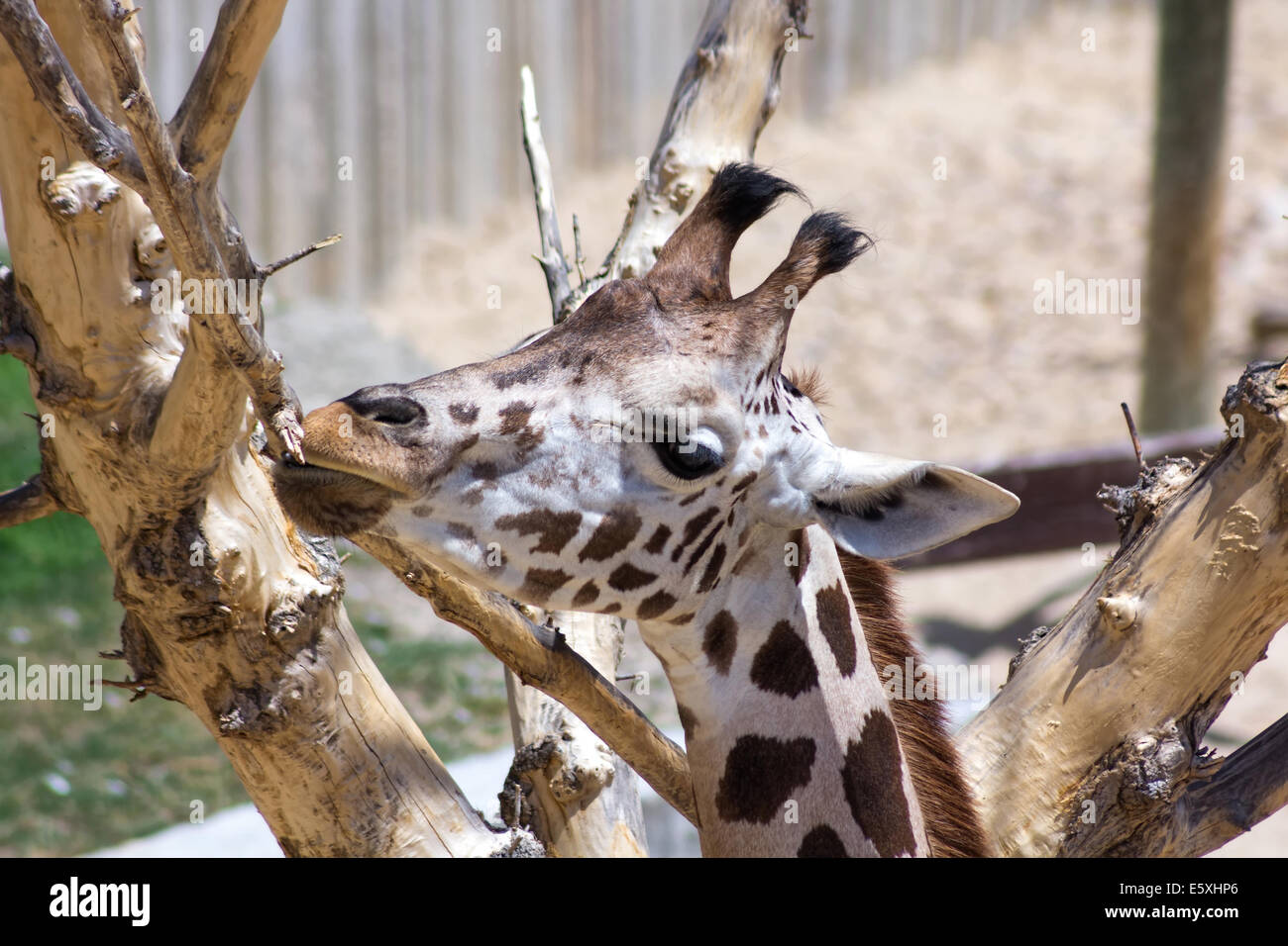 Erwachsenen Giraffe knabbert und saugt die Rinde eines Baumes Stockfoto