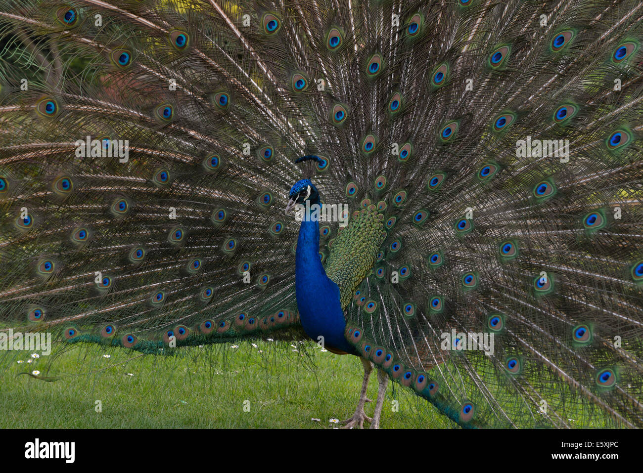 Pfau in Holland Park London Stockfoto