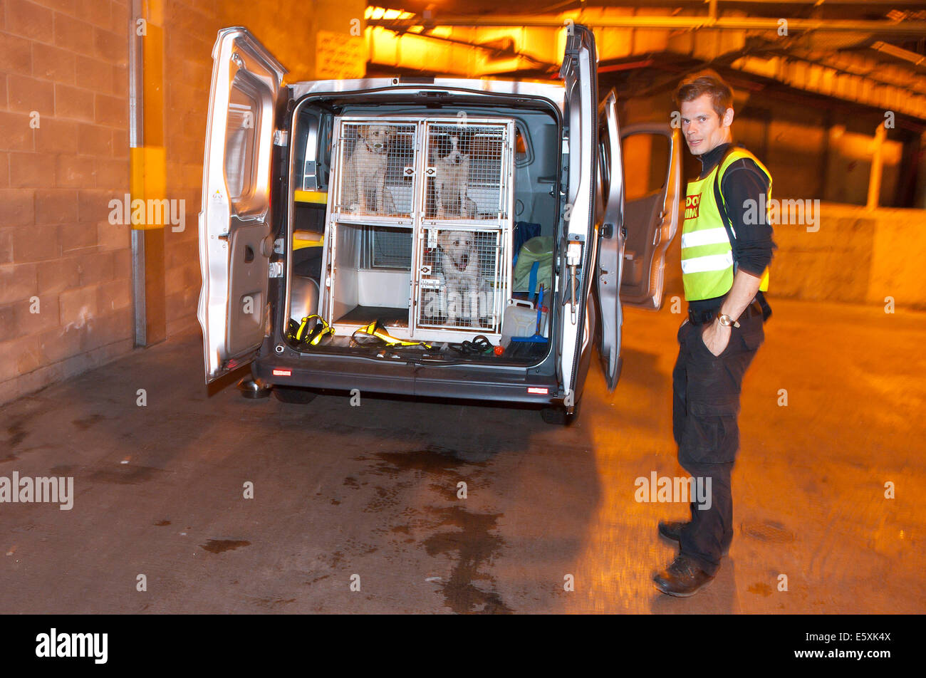 Cardiff, UK. 7. August 2014. Ein Hundeführer wacht über Auszubildende Hunde in eine Tiefgarage zur Verfügung. Malpeet K9 Academy von Bridgend, Wales - einer von Großbritanniens führenden Spezialisten bei der Verwendung von operativen Hundeteams zur Detektion von Sprengstoffen und Drogen - trainieren Hunde in Queen Street live Drogen durchgeführten Malpeet K9 Academy-Teilnehmer zu erkennen. Wenn ein Hund richtig Drogen erkennt wird es sofort mit einem Spiel mit einem Tennisball an einer Schnur belohnt. Viele Auszubildende Hundeführer sind militärische Personal Umsiedlung in das zivile Leben. Bildnachweis: Graham M. Lawrence/Alamy Live-Nachrichten. Stockfoto