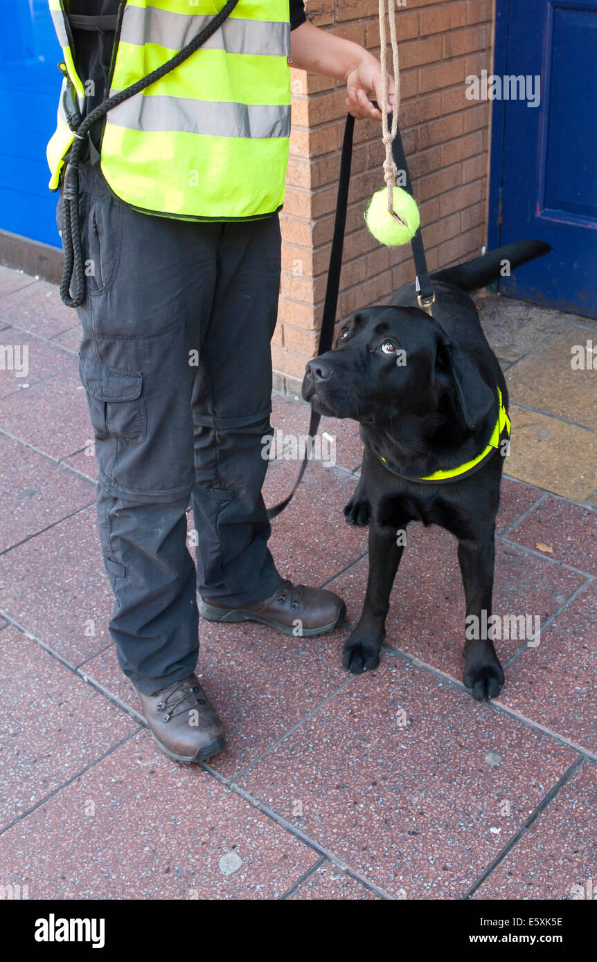 Cardiff, UK. 7. August 2014. Schwarze Labrador Droge Hund Fletcher wird mit  einem Spiel belohnt. Malpeet K9 Academy von Bridgend, Wales - einer von  Großbritanniens führenden Spezialisten bei der Verwendung von operativen