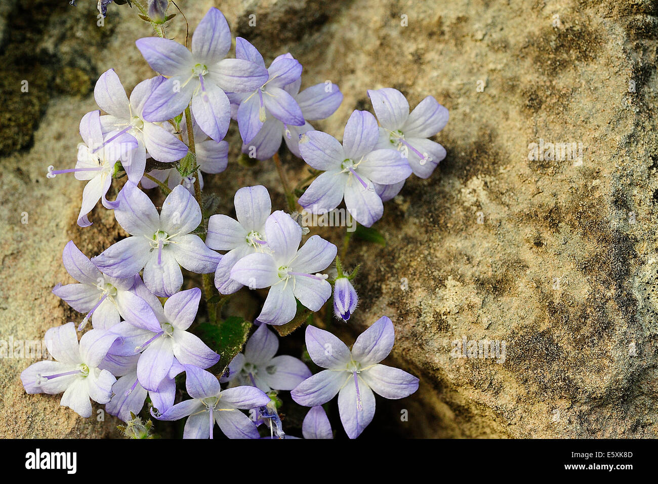 Endemische Adria Glockenblume Campanula Garganica, Campanulaceae, Nationalpark Gargano, Apulien, Italien, Europa Stockfoto