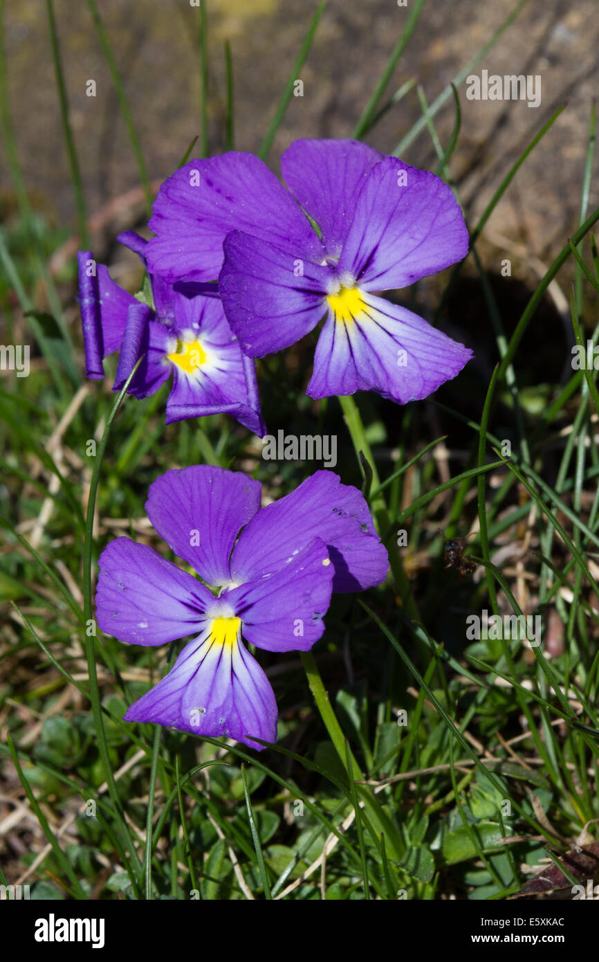 Lange-angespornt Stiefmütterchen (Viola Calcarata) Blume Stockfoto