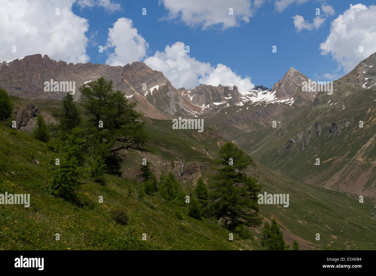 Alpweiden oberhalb der Baumgrenze bei Bachalpe in den Schweizer Alpen Stockfoto