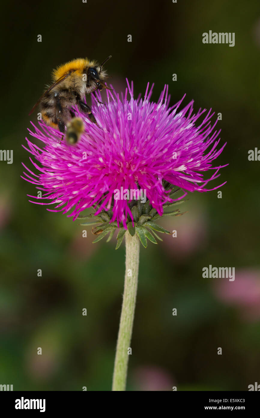 Alpine Distel (Blütenstandsboden Defloratus) Blume Stockfoto