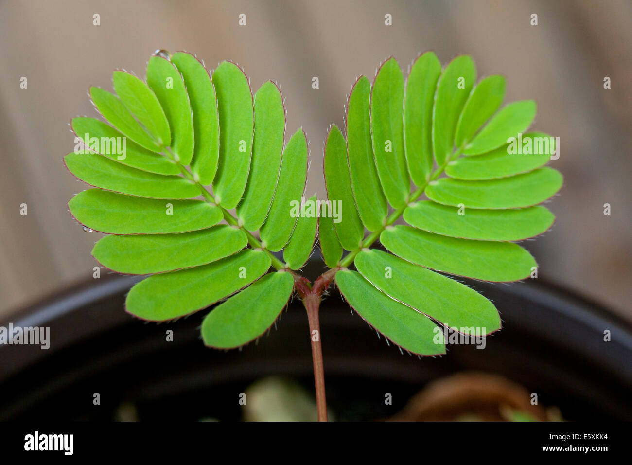 Röhricht-Werk verlässt (Mimosa Pudica) - USA Stockfoto