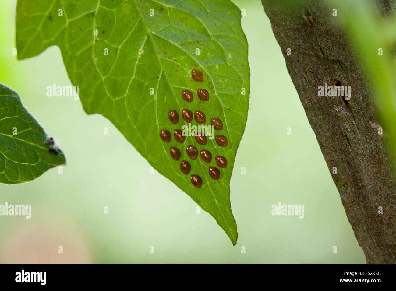 Squash-Bug Eiern (Anasa Tristis) auf pflanzliche Blatt - USA Stockfoto