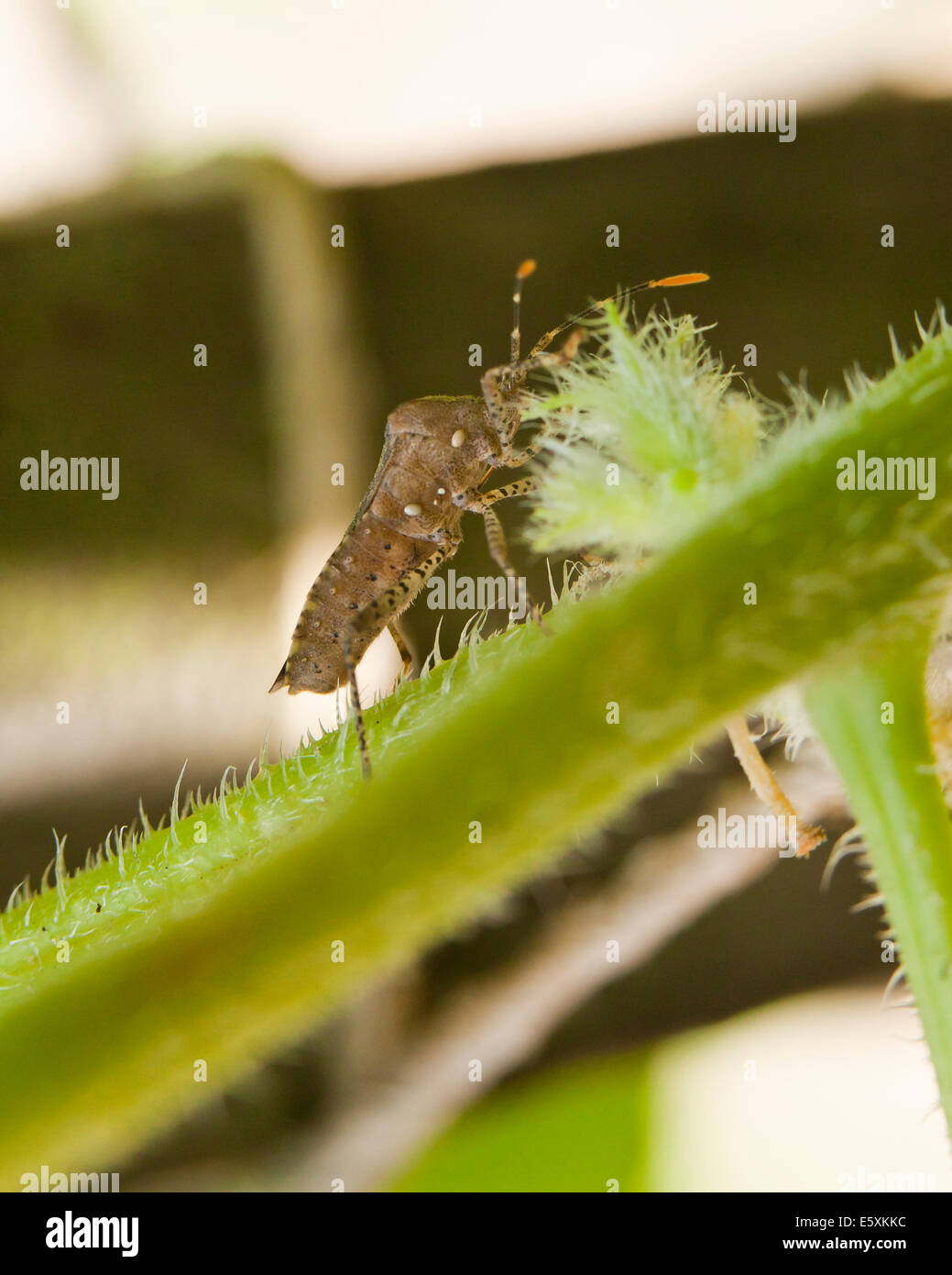 Squash-bug (Anasa Tristis) - USA Stockfoto