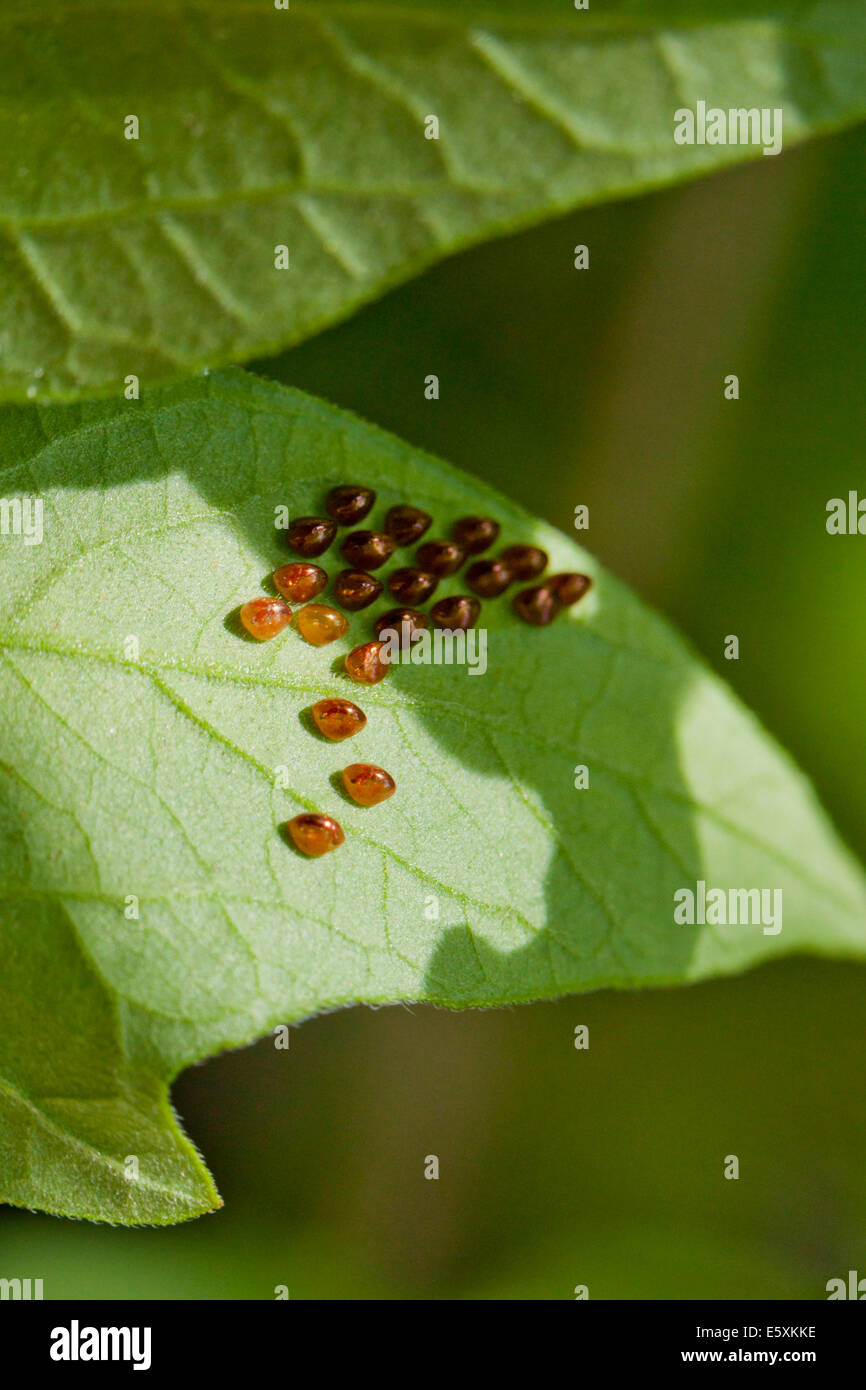 Squash-Bug Eiern (Anasa Tristis) auf pflanzliche Blatt - USA Stockfoto