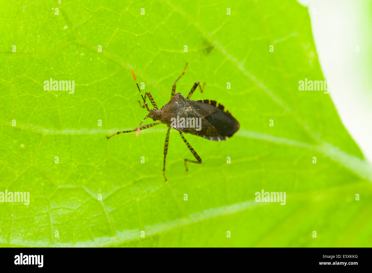 Squash-Bug (Anasa Tristis) auf pflanzliche Blatt - USA Stockfoto