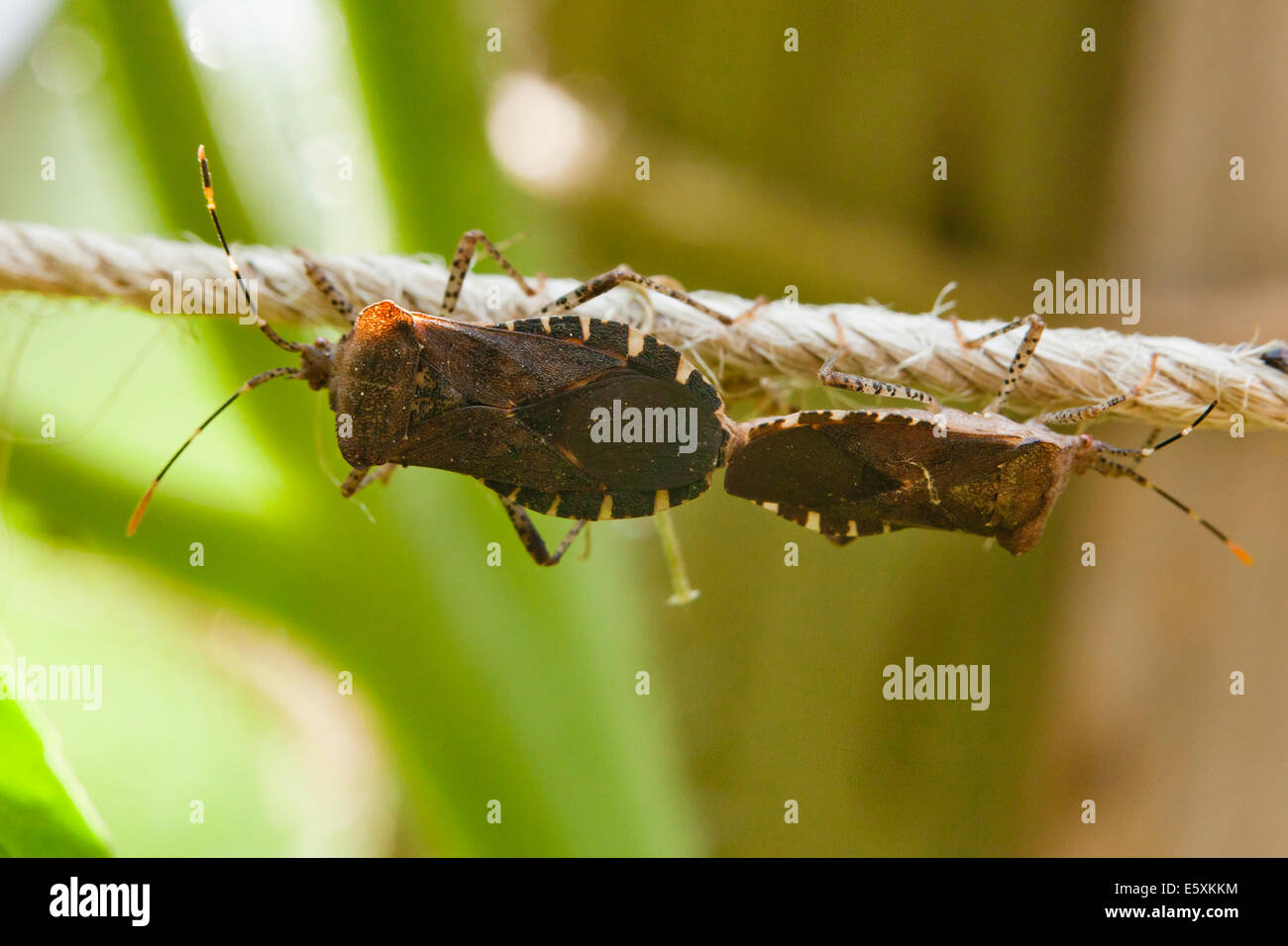 Squash Bugs Paarung (Anasa Tristis) - USA Stockfoto