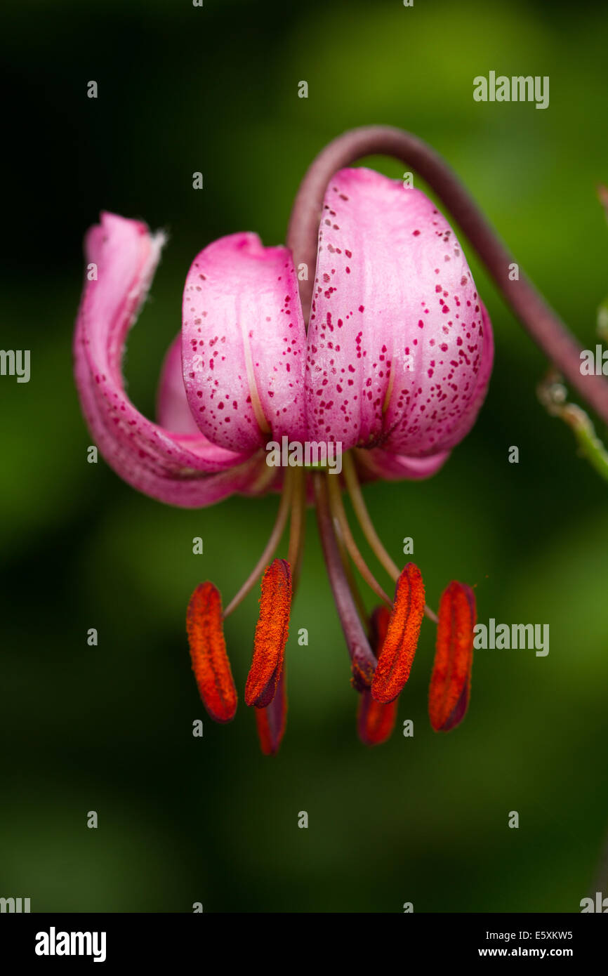 Martagon-Lilie (Lilium Martagon) Stockfoto