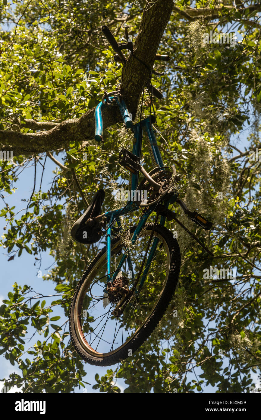 Verlassene Fahrrad in einem Baum Stockfoto