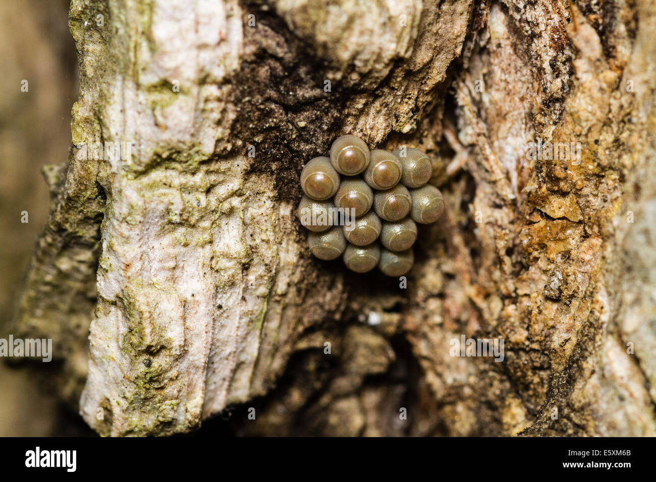 Stinkbug Ei Cluster Makrofoto Stockfoto