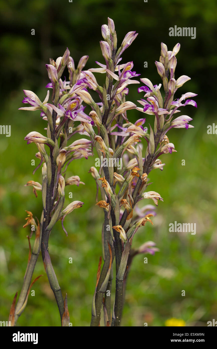 Violette Limodore (Limodorum Abortivum) Blume Stockfoto