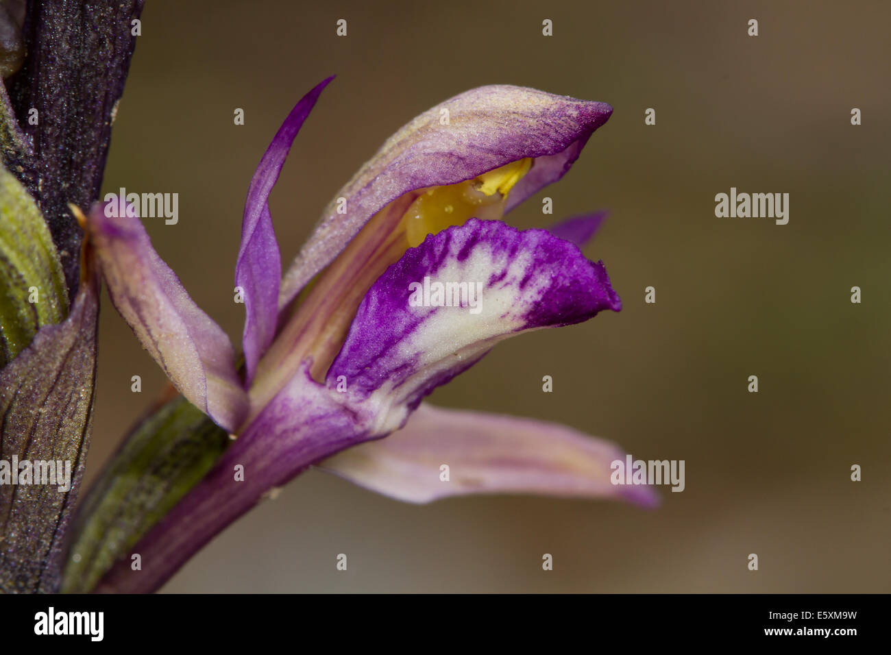 Violette Limodore (Limodorum Abortivum) Blume Stockfoto