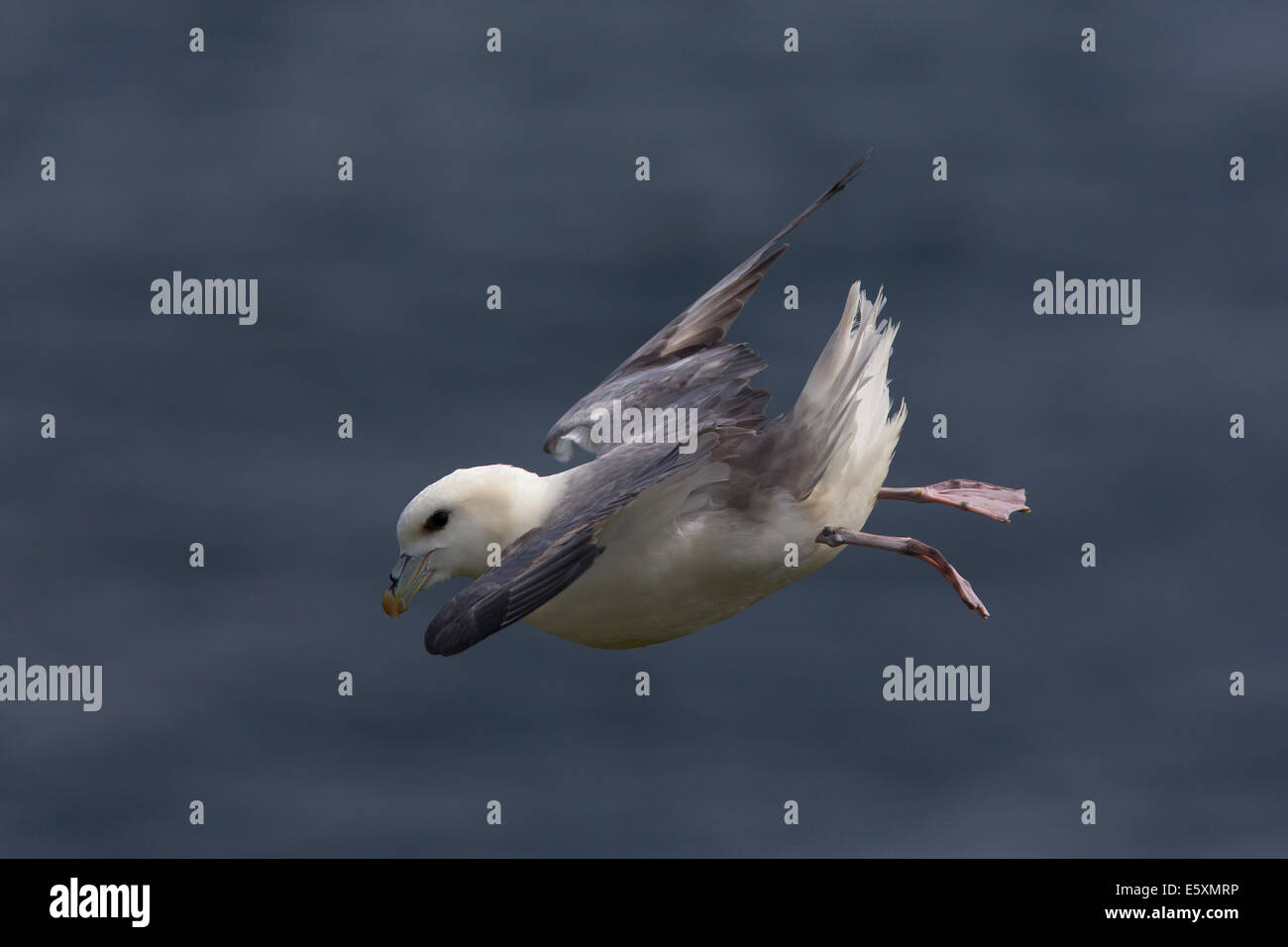 Fulmer, Fulmarus Cyclopoida tauchen durch die Luft Stockfoto