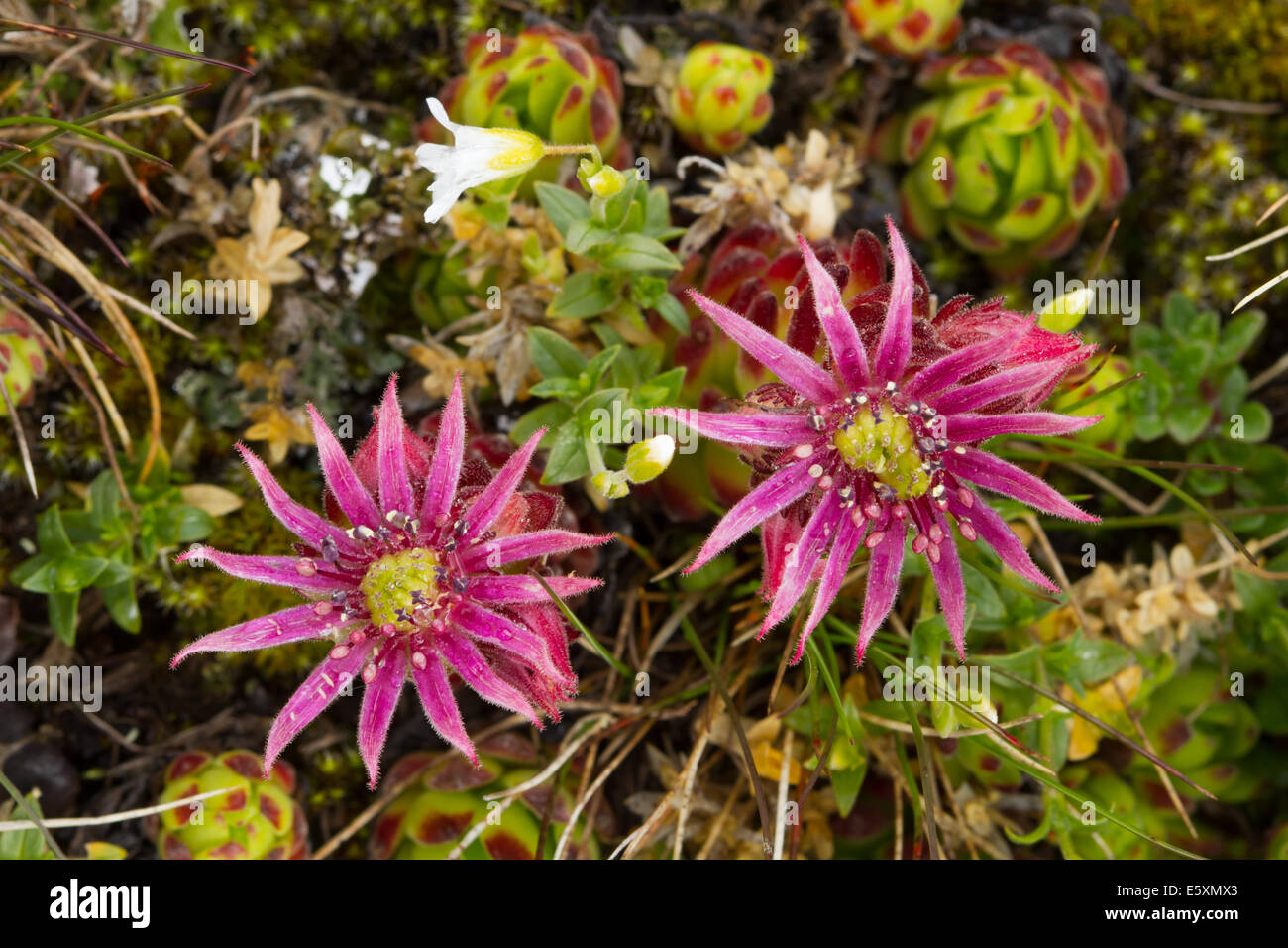 Montane Hauswurz (Sempervivum Montanum) Blume Stockfoto