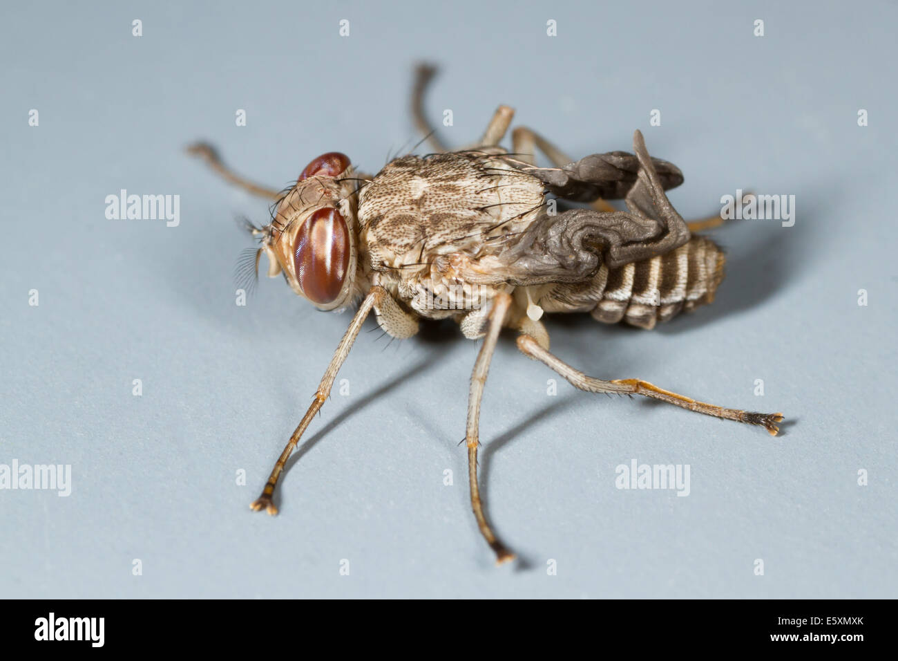 "Spider-Form" weibliche Tsetse-Fliege (Glossina Morsitans) unmittelbar nach Austritt aus der Puppenkammer Stockfoto
