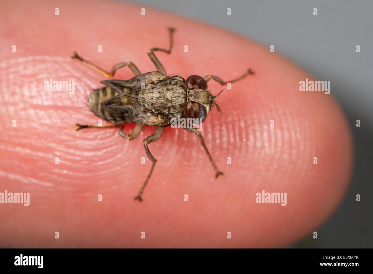 Frisch geschlüpfte, "Spinne-Form" weibliche Tsetse-Fliege (Glossina Morsitans) ruht auf der Spitze des kleinen Fingers Stockfoto