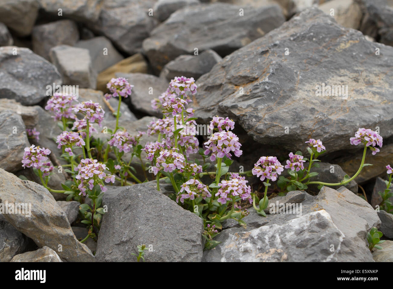 Runde-leaved Pennycress (Thlaspi Rotundifolium) Blume Stockfoto