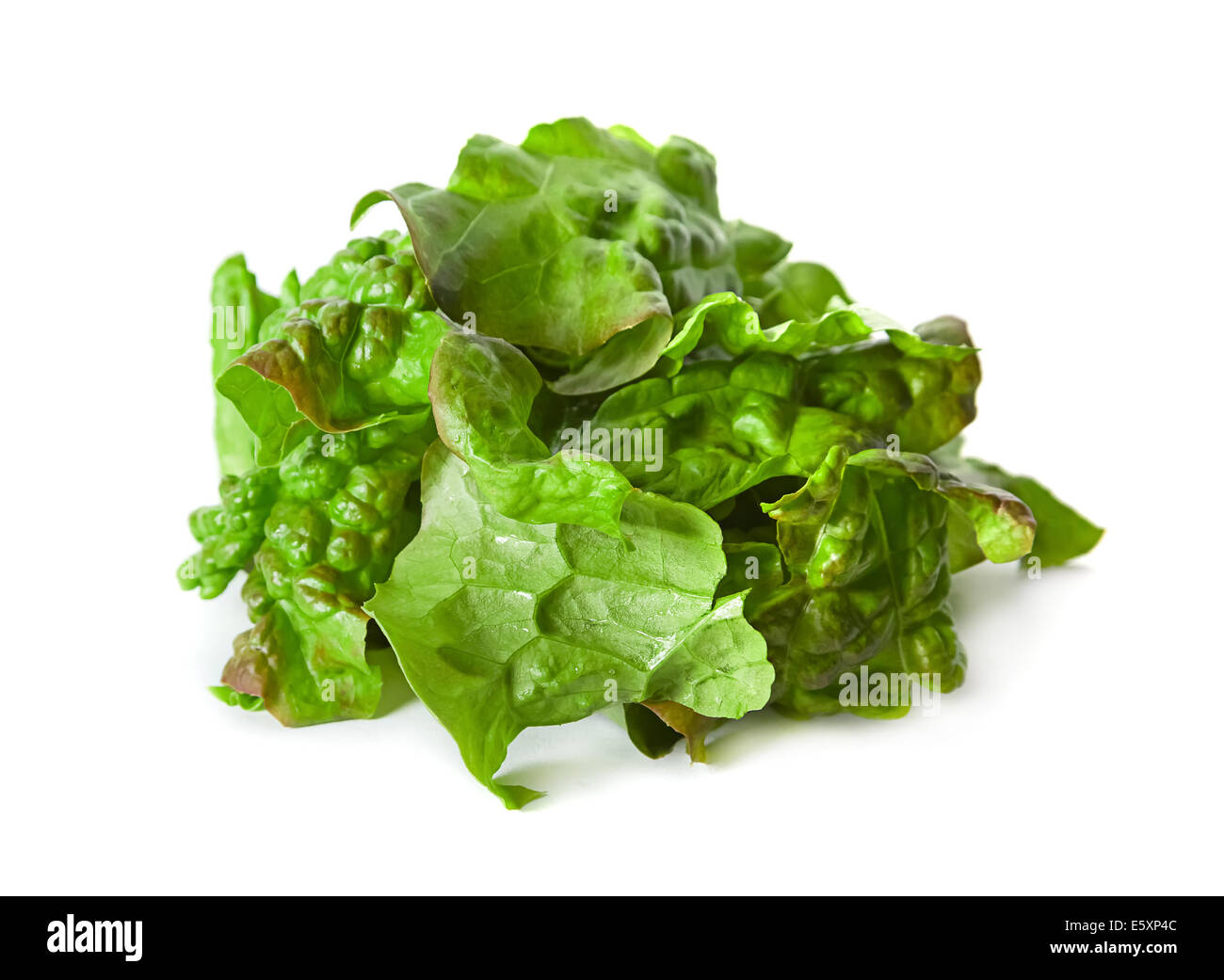 Zerlumpten lockige Salat Salat Closeup isoliert auf weiss Stockfoto