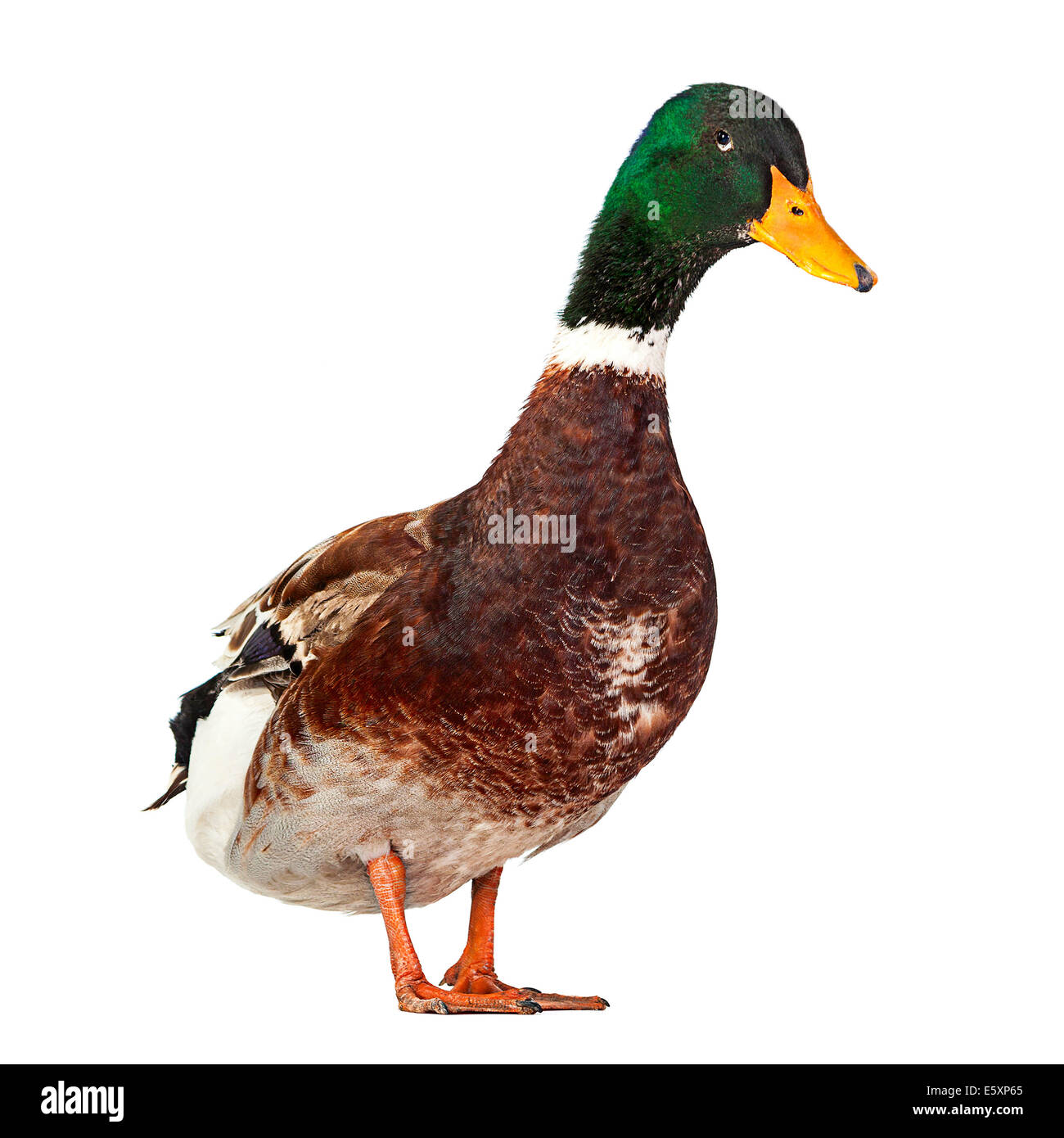 Wilde Ente Vogel isoliert auf weißem Hintergrund Stockfotografie - Alamy