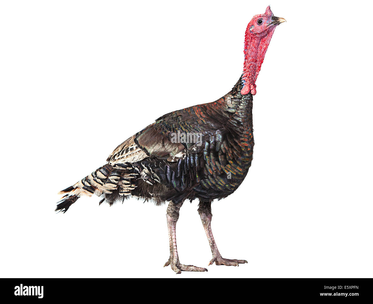 Türkei-Vogel isoliert auf weißem Hintergrund Stockfoto