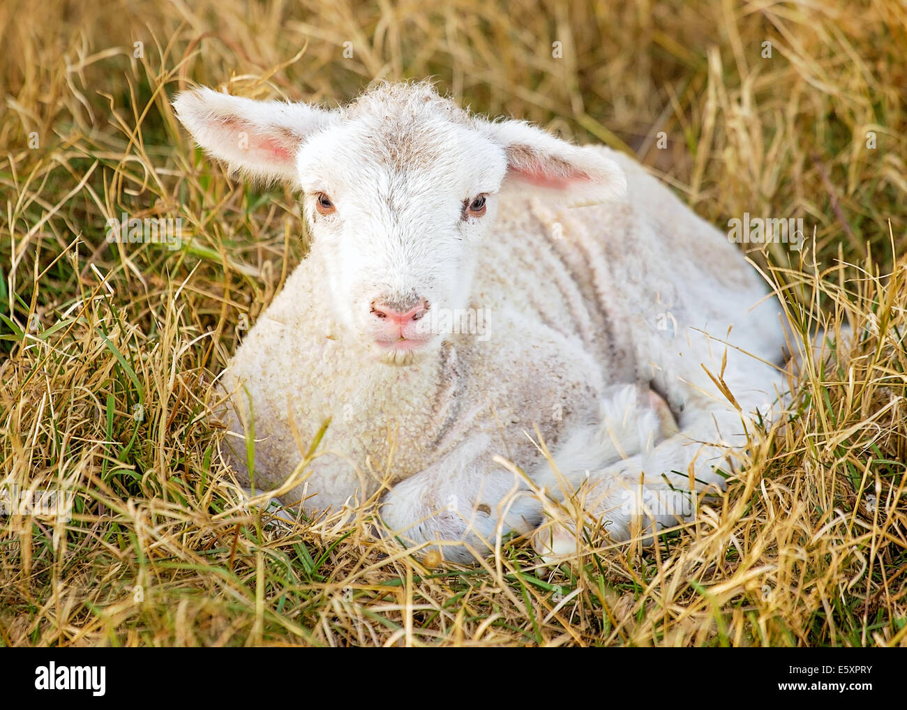 ein Tag altes weißes Suffolk Schafe Lamm Stockfoto