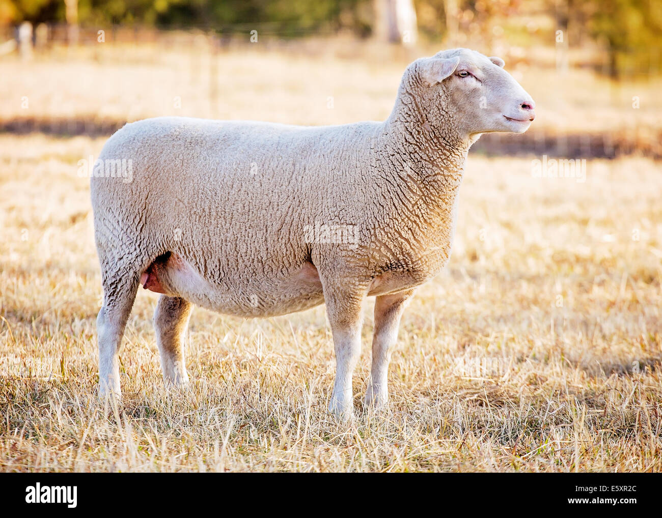 eine weibliche weiße Suffolk Schaf stehend in einem Feld Stockfoto