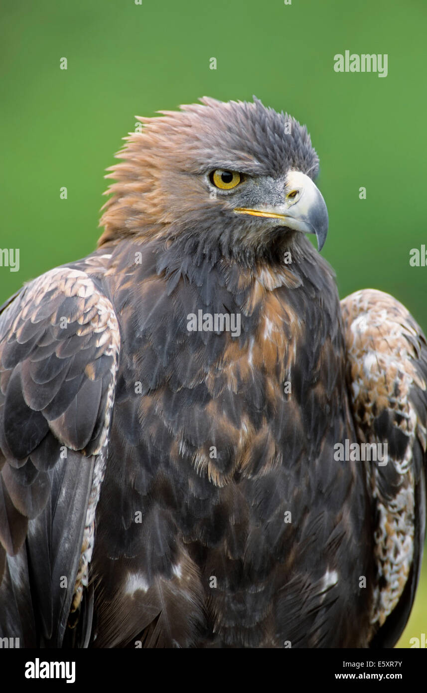 Steinadler (Aquila Chrysaetos), Gefangenschaft, Deutschland