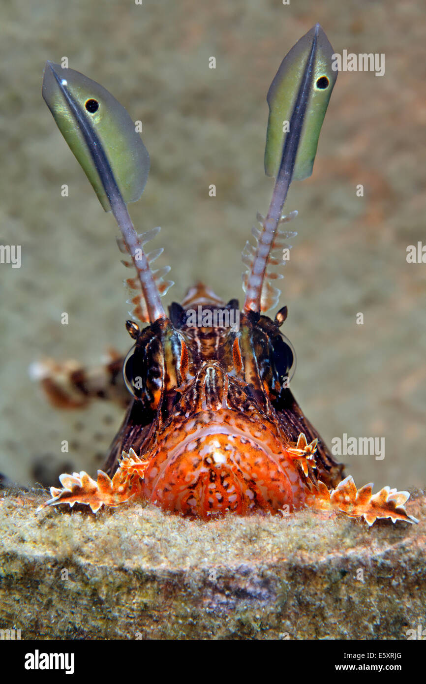 Rot Rotfeuerfisch (Pterois Volitans) aus ein Amphoren, Makadi Bay, Rotes Meer, Hurghada, Ägypten Stockfoto