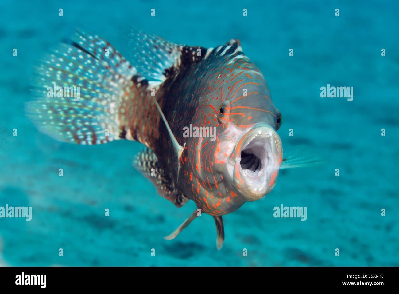 Die Abudjubbe Pracht Lippfisch (Cheilinus Abudjubbe) öffnen Mund, Makadi Bay, Rotes Meer, Hurghada, Ägypten Stockfoto