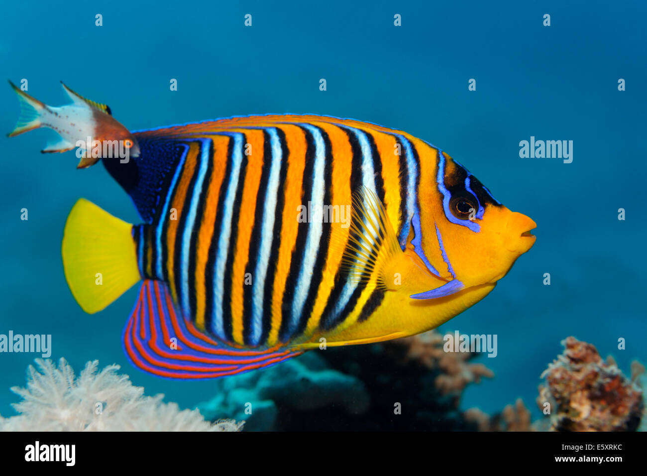 Königliche Kaiserfisch (Pygoplites Diacanthus), mit juvenilen Lyretailed Lippfische (Bodianus Anthioides), Makadi Bay, Rotes Meer, Hurghada Stockfoto