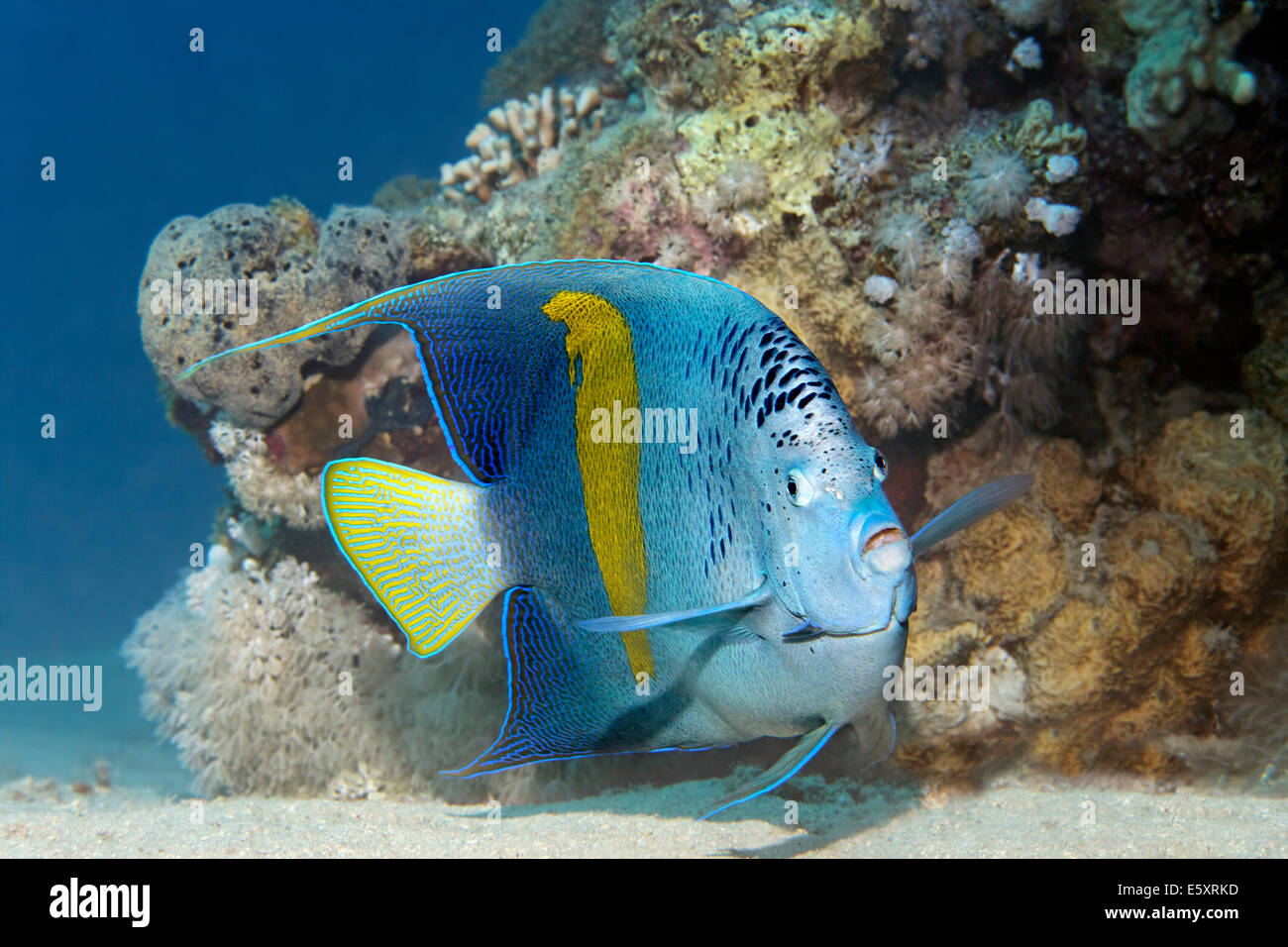 Halfmoon-Kaiserfisch (Pomacanthus Maculosus), Makadi Bay, Rotes Meer, Hurghada, Ägypten Stockfoto
