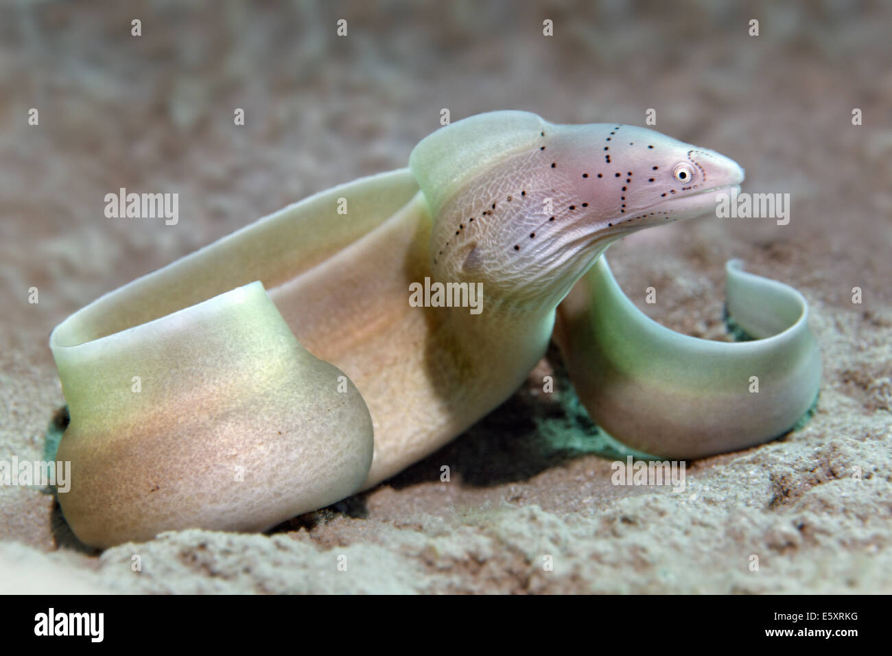 Geometrische Muräne (Gymnothorax früh), auf Sandboden, Makadi Bay, Rotes Meer, Hurghada, Ägypten Stockfoto